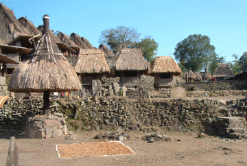 Drying rice in traditional village