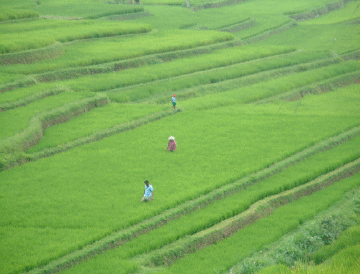 Working in the Rice Paddy