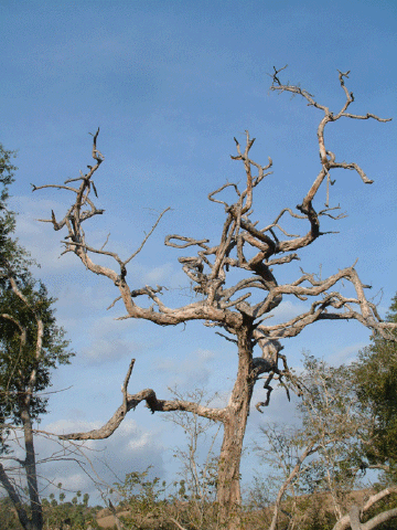 Twisted tree on Komodo Island